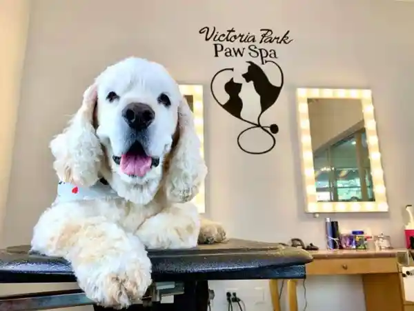 Dog Grooming Salon Fort Lauderdale A white spaniel on a grooming table with lighted mirrors and a Victoria Park Paw Spa wall logo behind it.