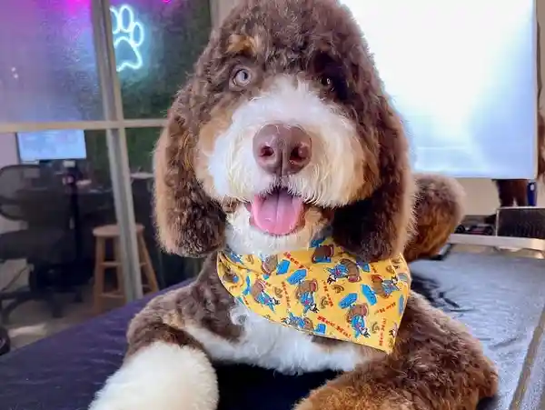 Full Dog Grooming A fluffy brown and white dog wearing a yellow bandana on a grooming table inside a pet salon.
