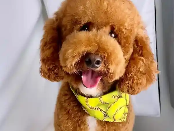 Poodle Grooming A happy brown poodle wearing a yellow baseball-pattern bandana smiles with its tongue out.