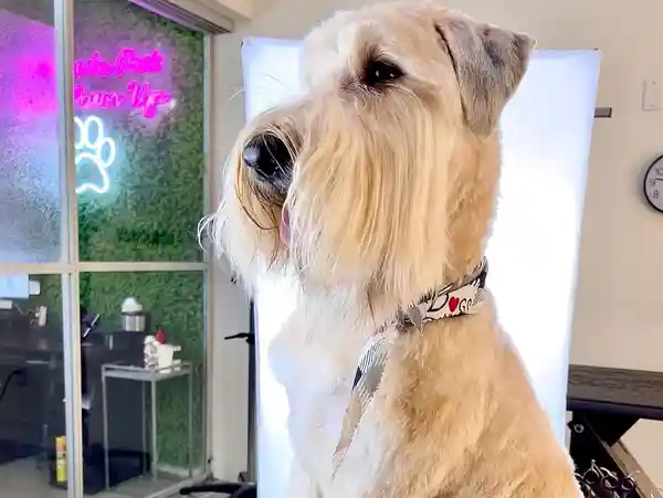 Schnauzer Dog Grooming A groomed cream Schnauzer wearing a bandana with a glowing neon paw sign on a green wall behind it.