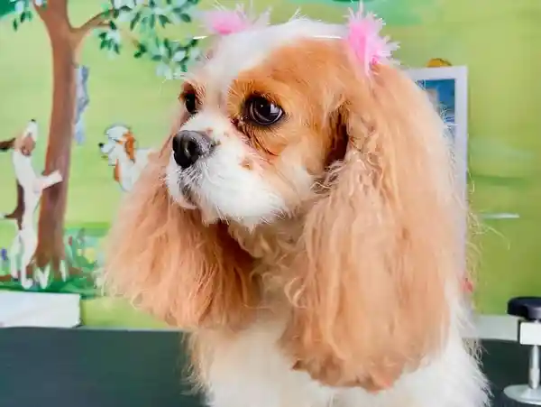 Small Dog Grooming A Cavalier King Charles Spaniel with pink hair bows sitting in front of a green wall mural with dog drawings.