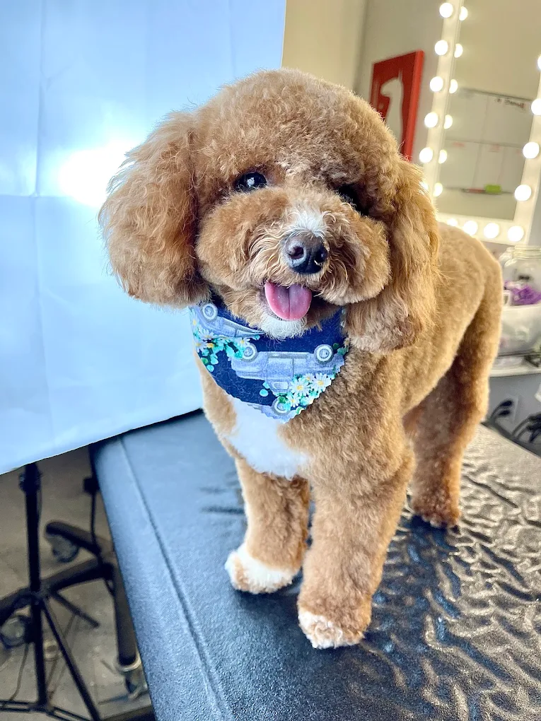 Dog 17 A Cavalier King Charles Spaniel with pink hair bows sitting in front of a green wall mural with dog drawings.
