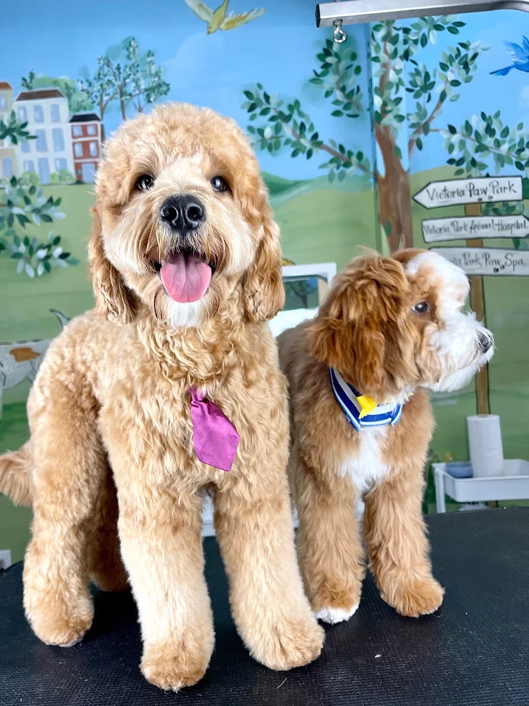 A fluffy brown and white dog wearing a yellow bandana on a grooming table inside a pet salon.
